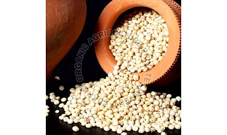Sorghum Millet - Jowar