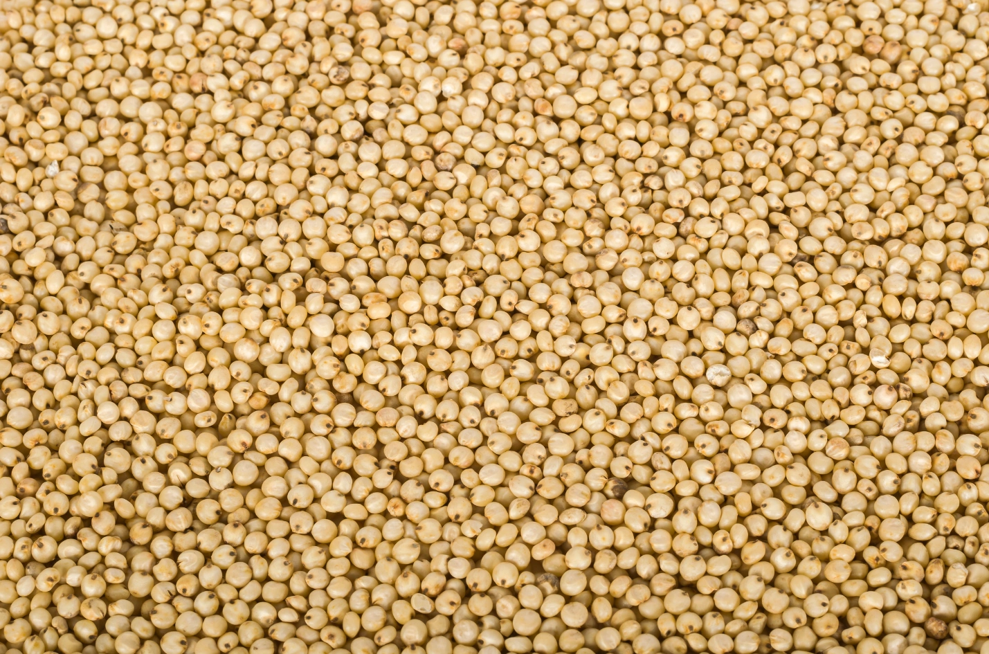 Sorghum Millet - Jowar-1