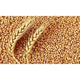 The Gir Organic Pure Whole Wheat Grain | Ghav | Genhu- 1 kg
