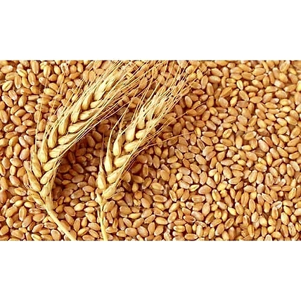 The Gir Organic Pure Whole Wheat Grain | Ghav | Genhu- 1 kg-1
