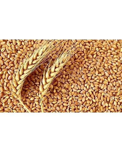 The Gir Organic Pure Whole Wheat Grain | Ghav | Genhu- 1 kg-1