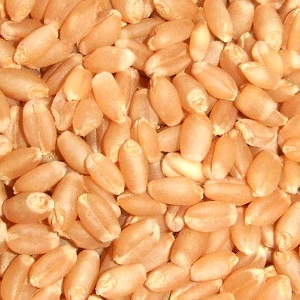 The GIR Organic Whole Wheat - 1 kg-1