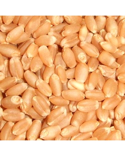 The GIR Organic Whole Wheat - 1 kg-1