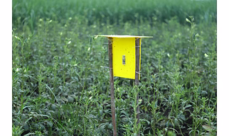 Eco Sticky Traps(4 set 1 Box)
