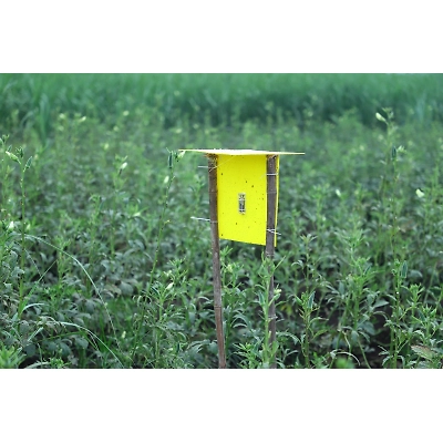 King Catcher Eco Sticky Traps(4 set 1 Box)