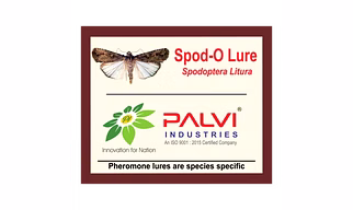 Spodoptera litura