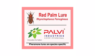 Red palm weevil