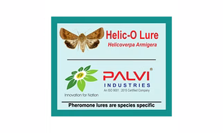 Helicoverpa armigera