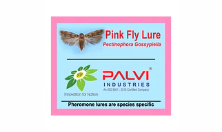 Pectinophora Gossypiella