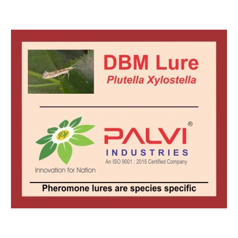 Diamond back Moth-Pl1030