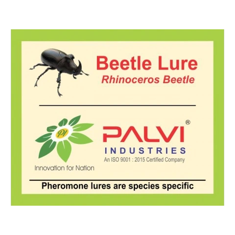 Rhinoceros beetle-Pl1031