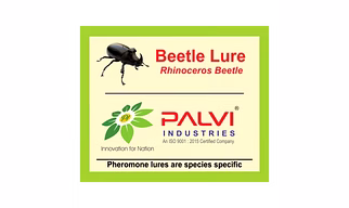 Rhinoceros beetle