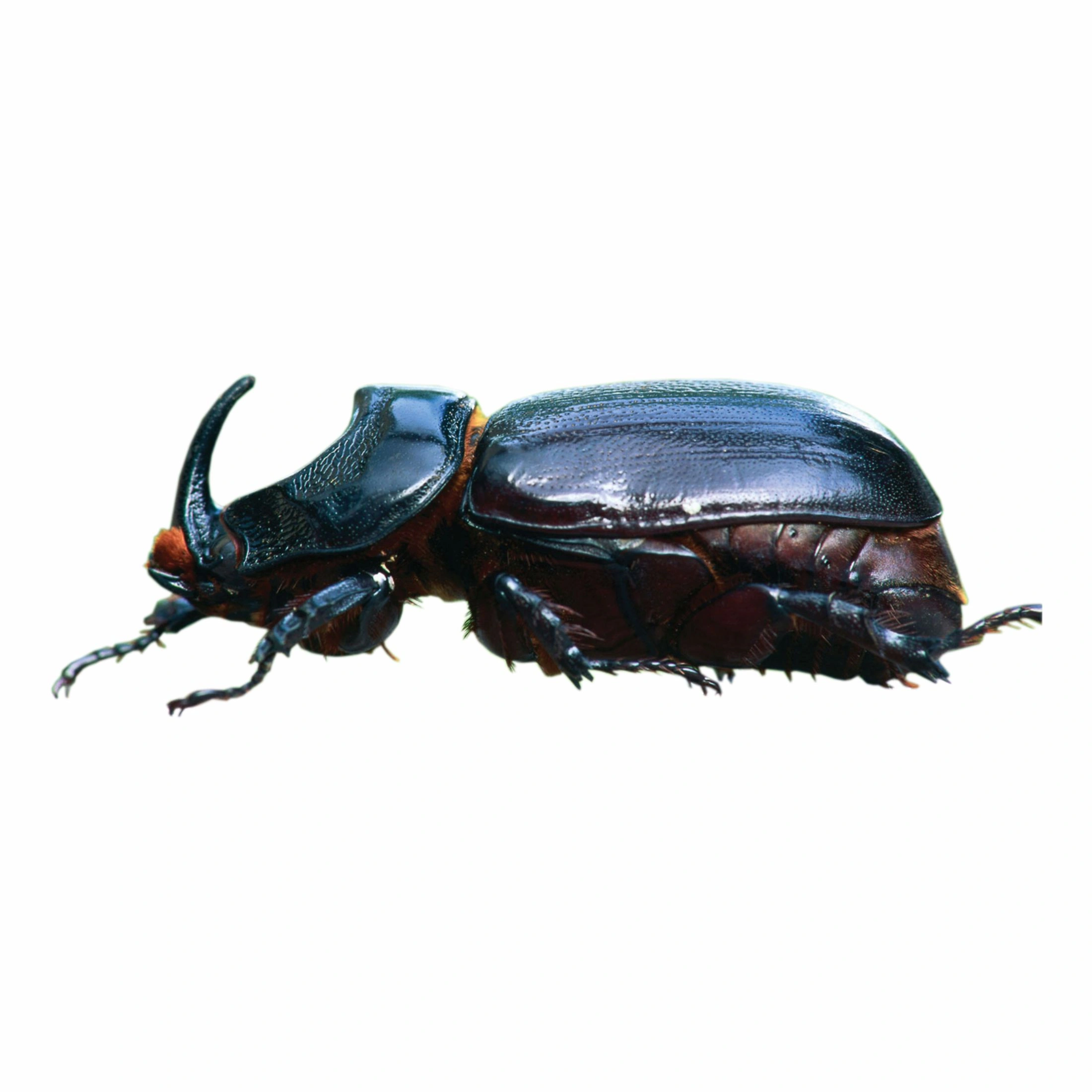 Rhinoceros beetle-1