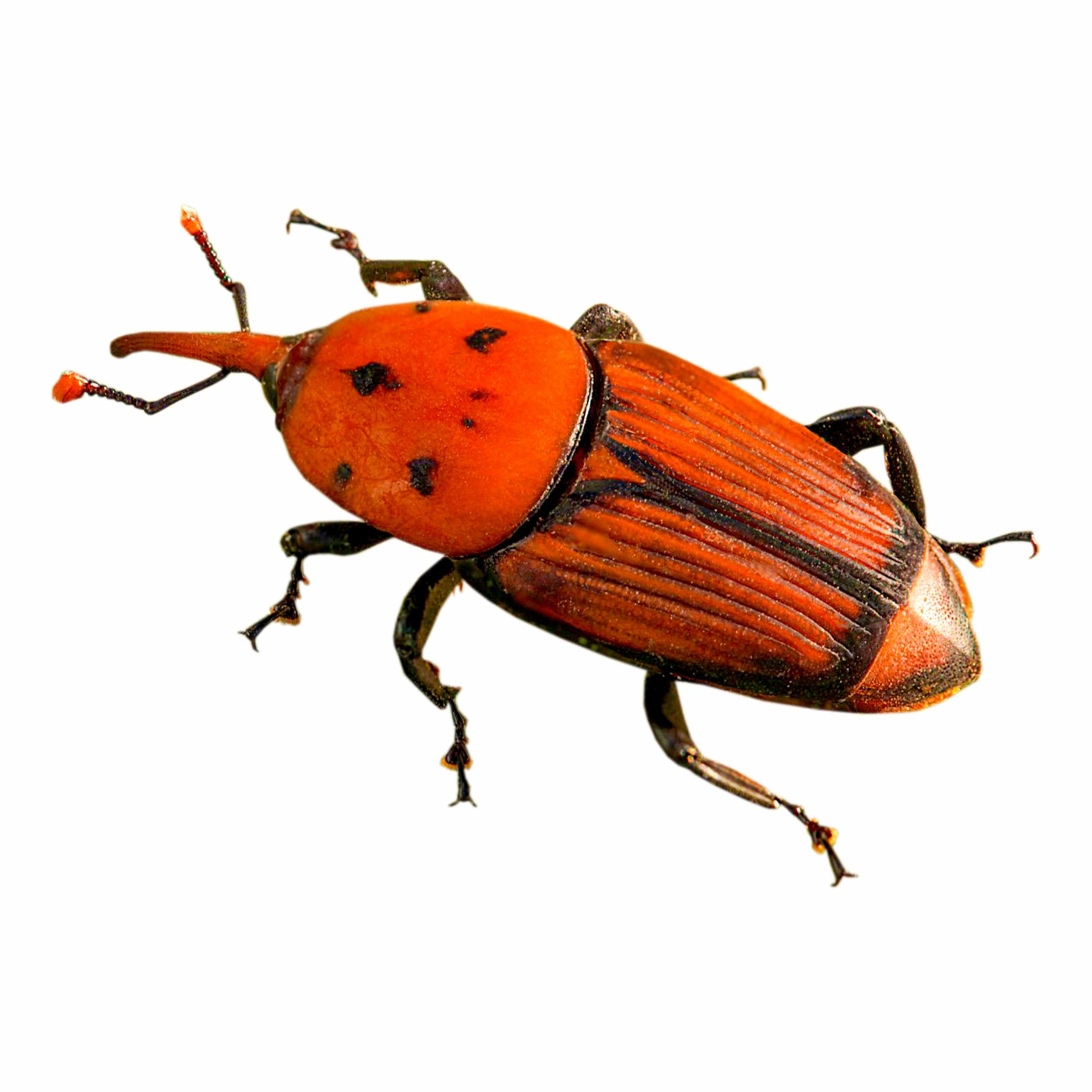 Red palm weevil-1