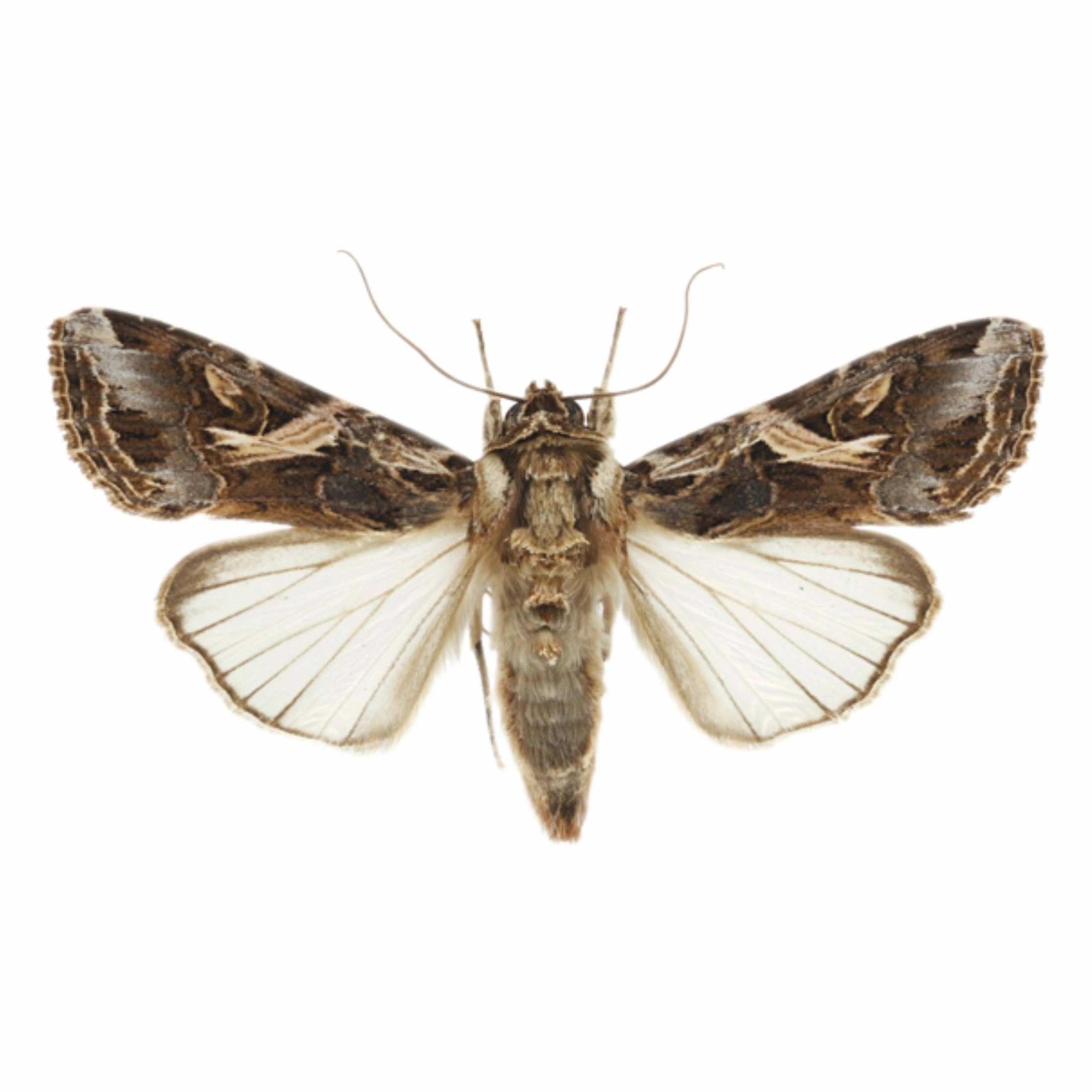 Spodoptera litura-1