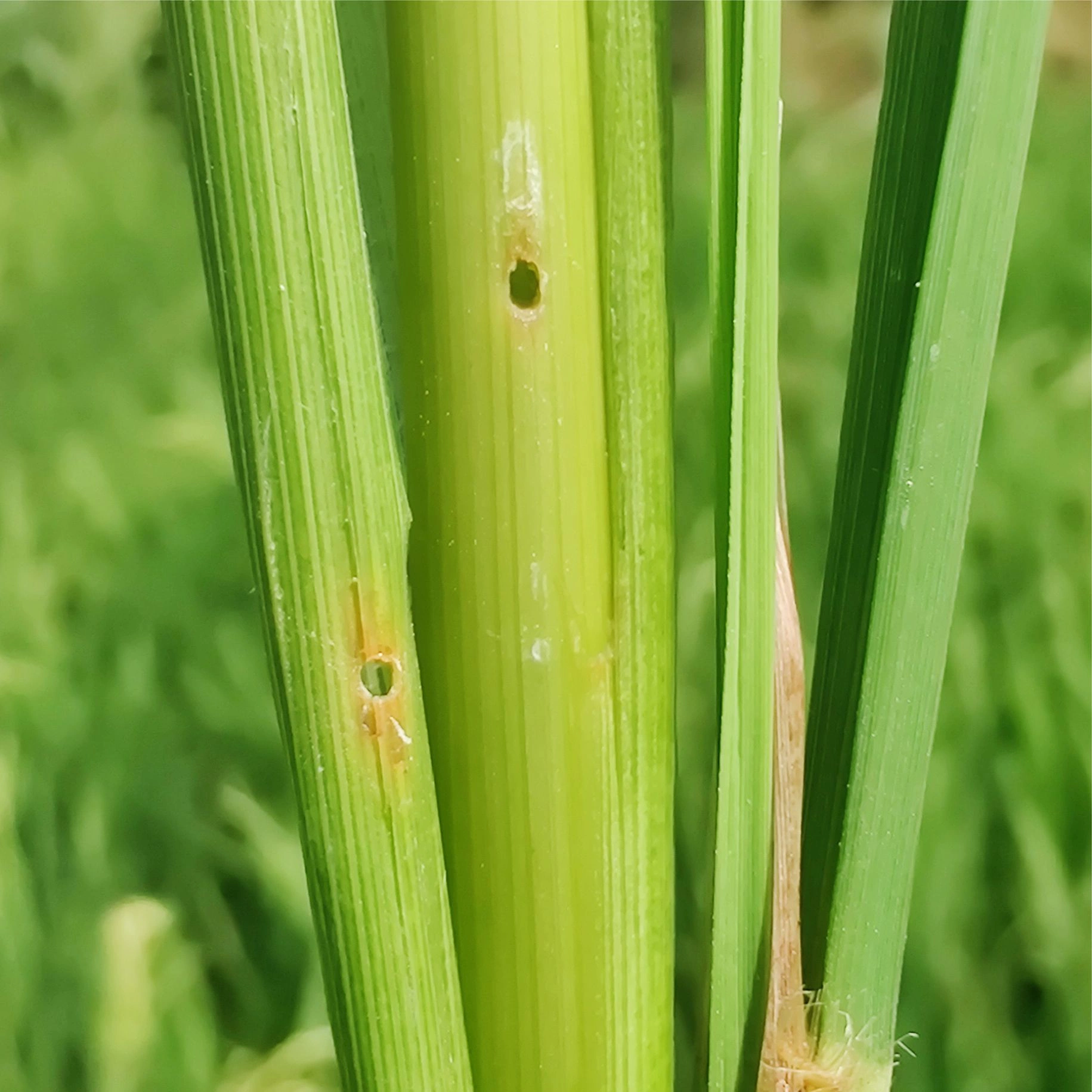 Yellow stem borer-2