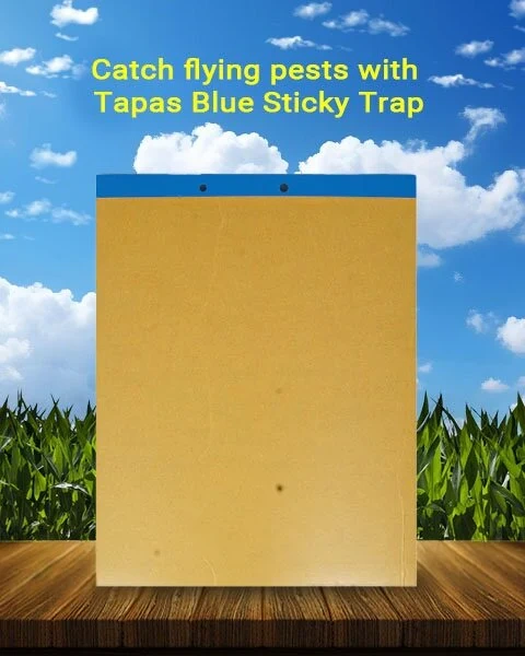 Sticky Trap (25×33 cm)  Blue-2