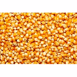 maize