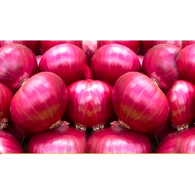 Onions-12437560