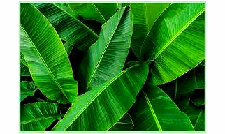 Banana leaf