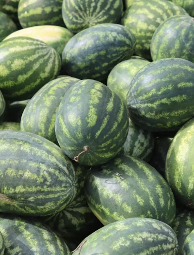 MD1 Watermelon ( Tarboj)-12436136