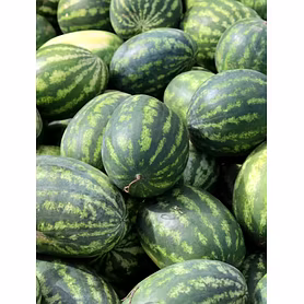 MD1 Watermelon ( Tarboj)