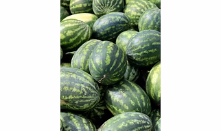 MD1 Watermelon ( Tarboj)