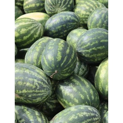 MD1 Watermelon ( Tarboj)