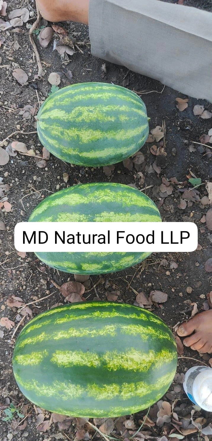 MD1 Watermelon ( Tarboj)-1