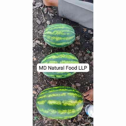MD1 Watermelon ( Tarboj)-1