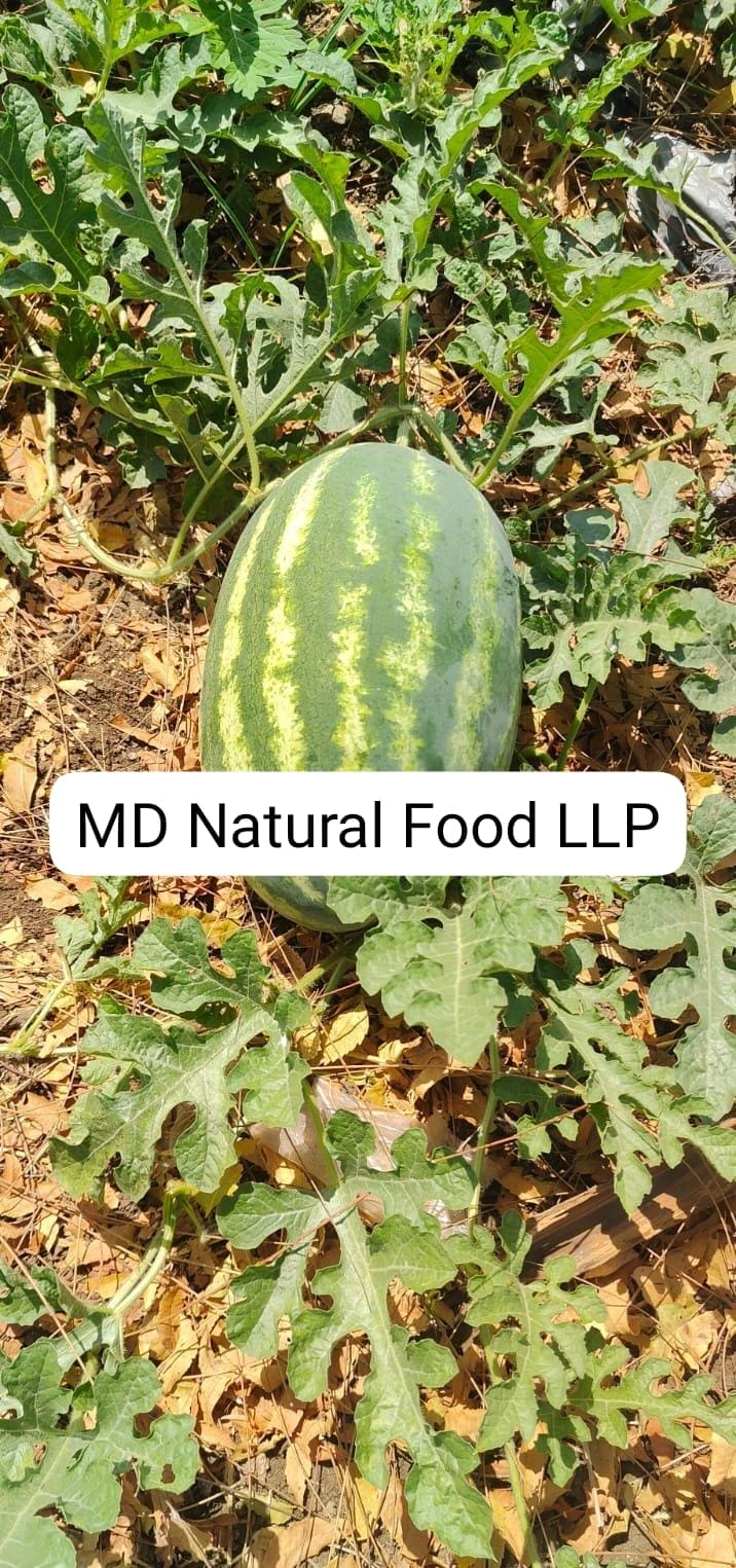 MD1 Watermelon ( Tarboj)-2