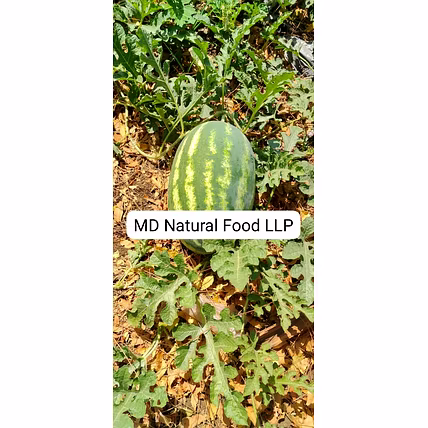 MD1 Watermelon ( Tarboj)-2