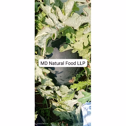MD1 Watermelon ( Tarboj)-3