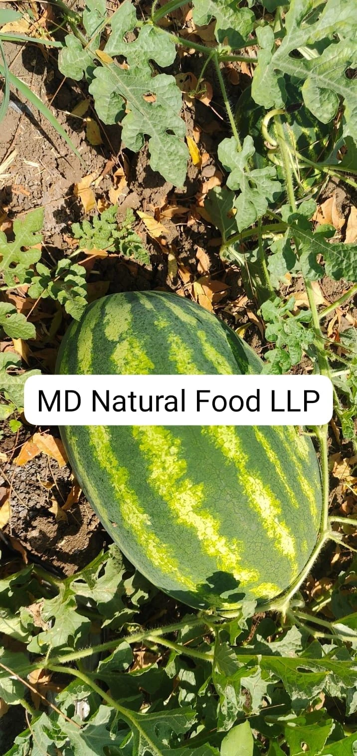 MD1 Watermelon ( Tarboj)-4