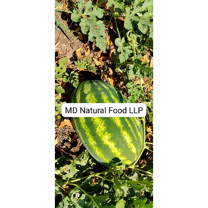 MD1 Watermelon ( Tarboj)-4