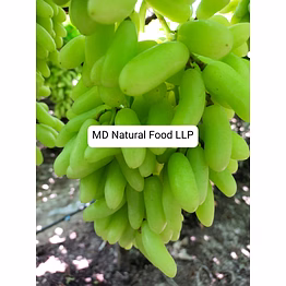 md1 indian grapes