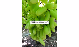 MD1 Indian Grapes