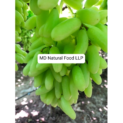 MD1 Indian Grapes-12436138