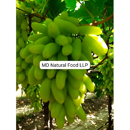 MD1 Indian Grapes-3