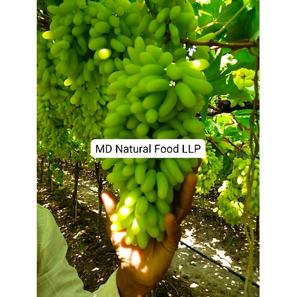 MD1 Indian Grapes-4