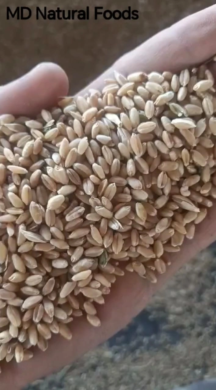 MD Wheat-2