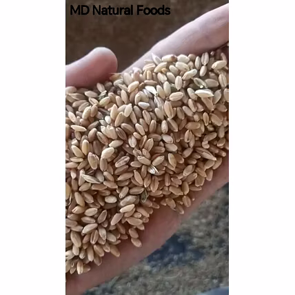 MD Wheat-2