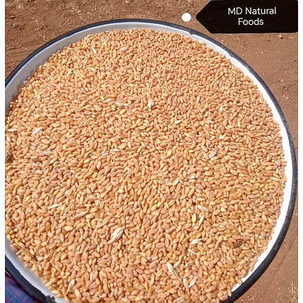 MD Wheat-1