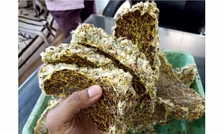 Cotton Seed Oil Cake