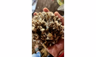 Cattle Feed
