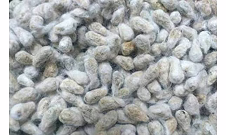 Cotton Seed