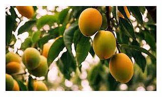 FRESH MANGOS