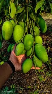 FRESH MANGOS-2