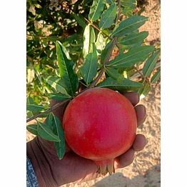 archish pomegranate