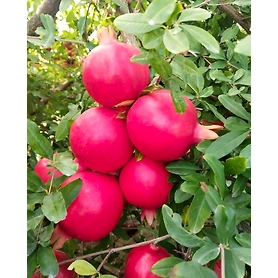 pomegranate